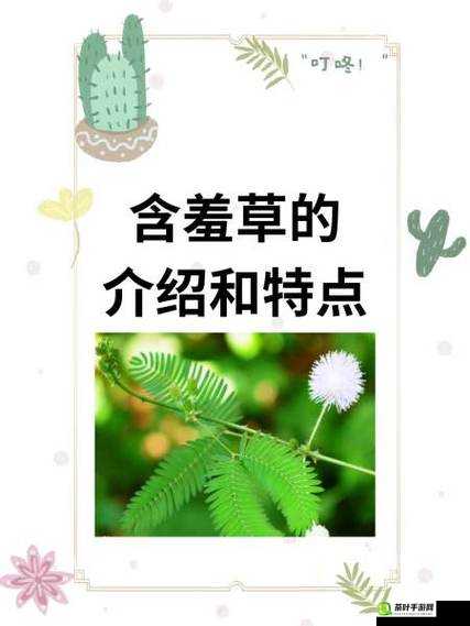 含羞草茎早晚上的特性差异及变化特点