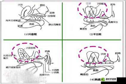 顶到子宫是什么感觉：一种难以言喻的奇妙体验